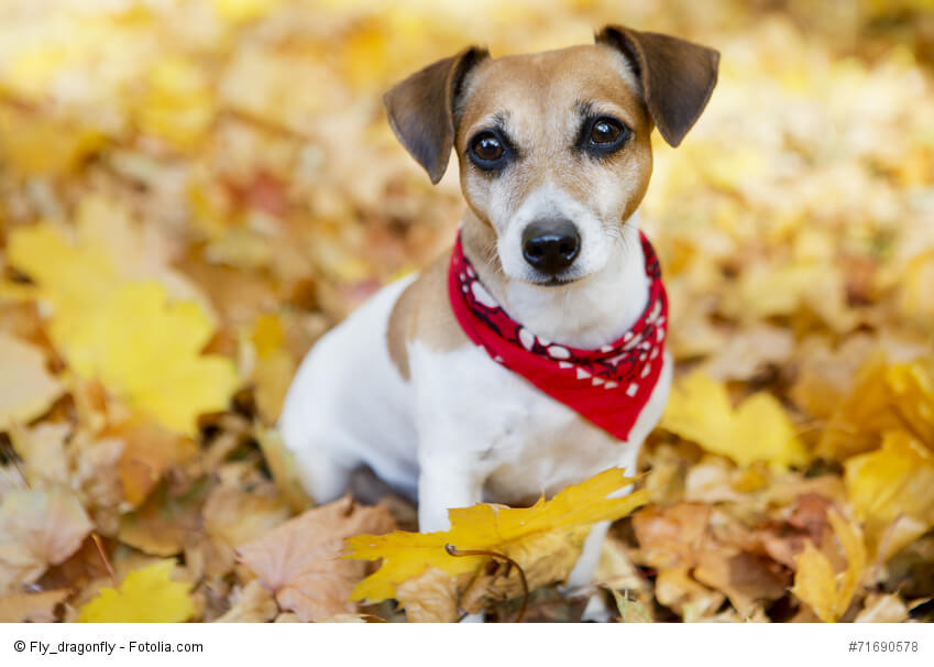 Jack Russell Terrier sind sehr loyale Hunde, sobald du dir ihr Zutrauen verdient hast.