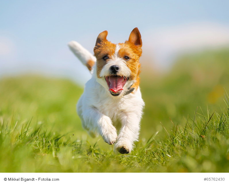 Jack Russell Terrier sind zum Jagen gezüchtet.