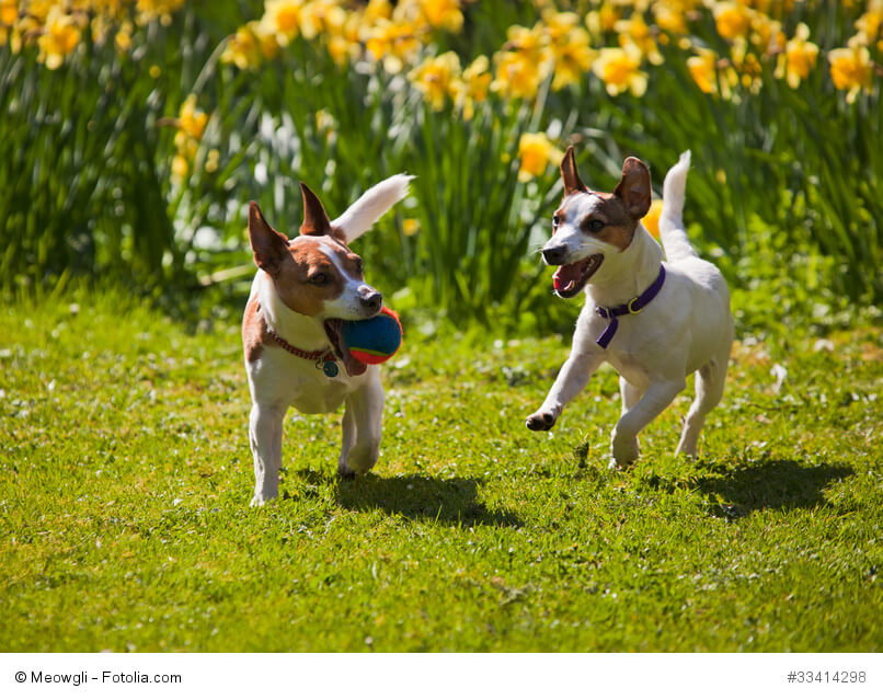Jack Russell Terrier spielen gerne und ausdauernd.