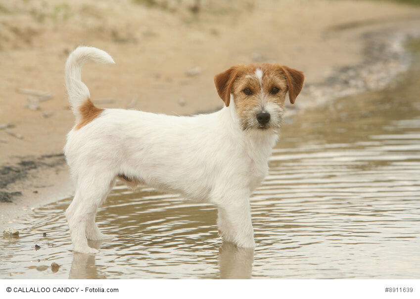 Jack Russell Terrier