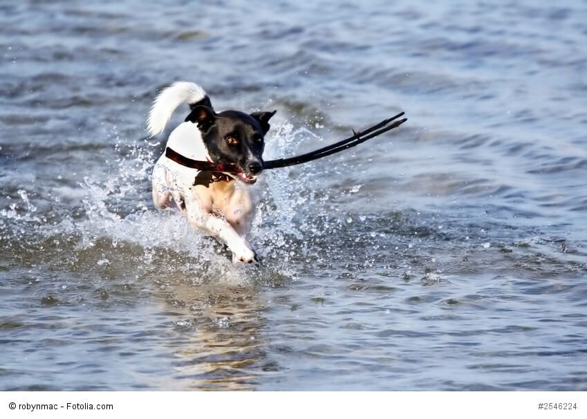 Jackys lieben Wasser und brauchen viel Abwechslung.