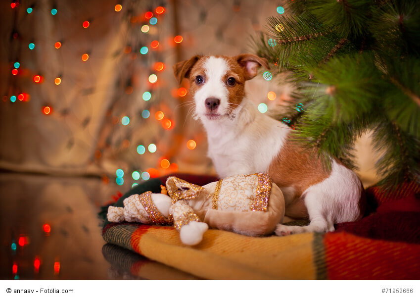 Genau wie alle Tiere sind Jack Russell Terrier sind keine guten Geschenke zu Weihnachten.