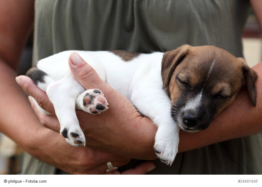 Jack Russel Terrier sind zwar klein aber oho!