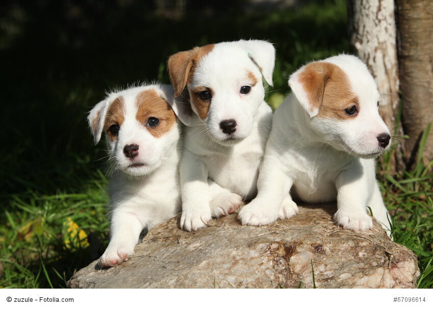 Zum Verlieben süß diese Jack Russell Terrier Welpen