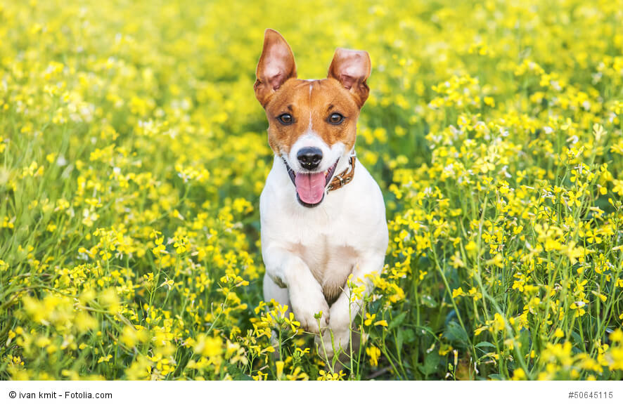Jack Russell Terrier brauchen viel Bewegung.