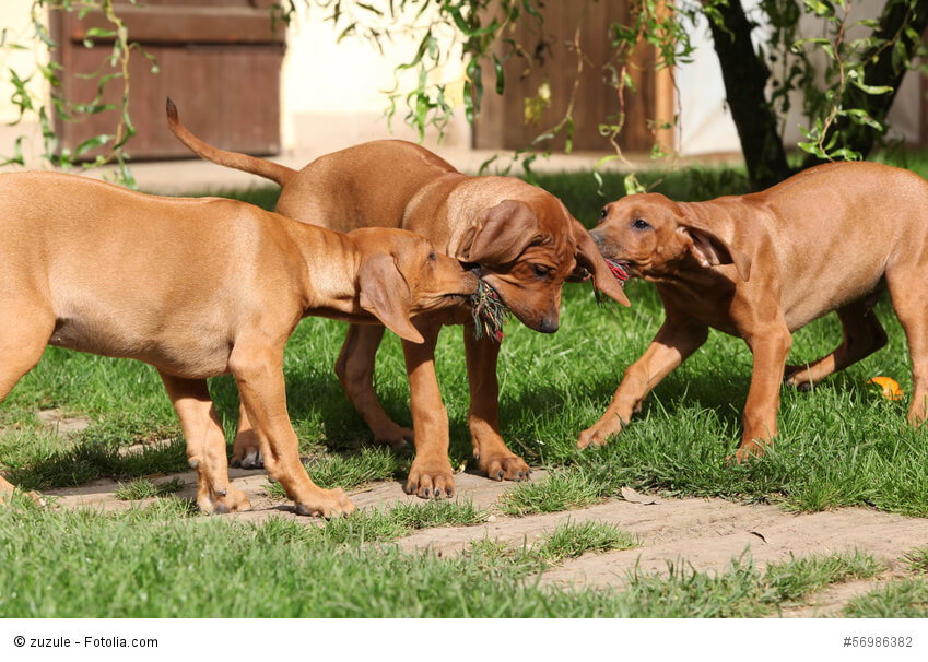 Spielen ist auch für Rhodesian Ridgeback-Welpen das höchste Glück auf Erden!