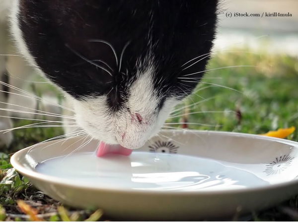 Warum wollen Katzen nicht da trinken, wo sie fressen?