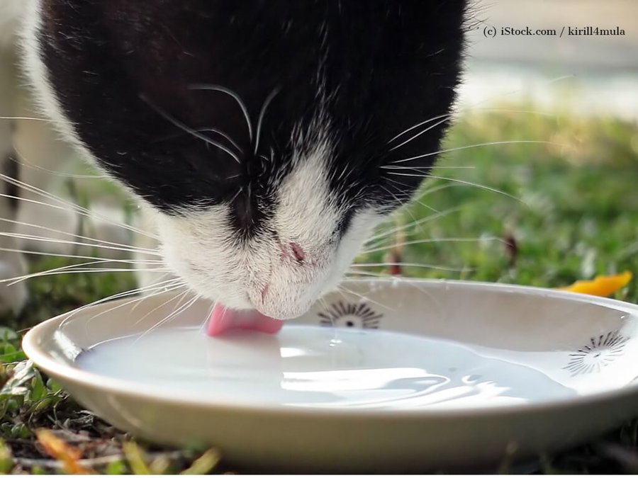 Kaufratgeber: Der beste Wassernapf für deine Katze