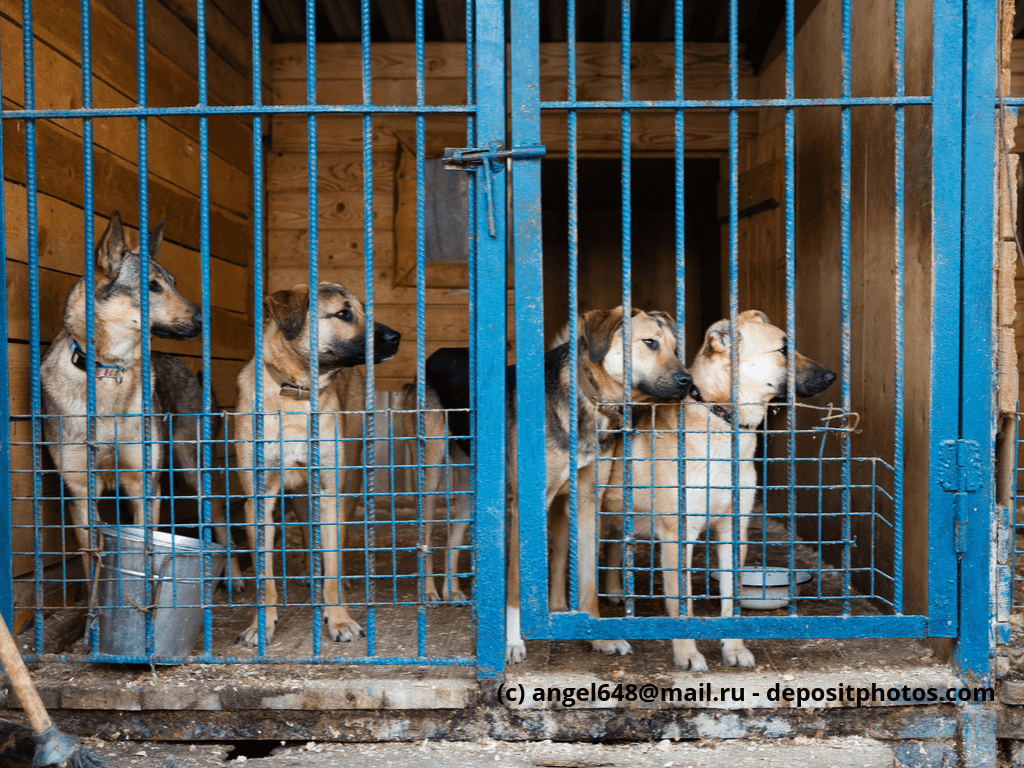 Käfig mit vier Hunden