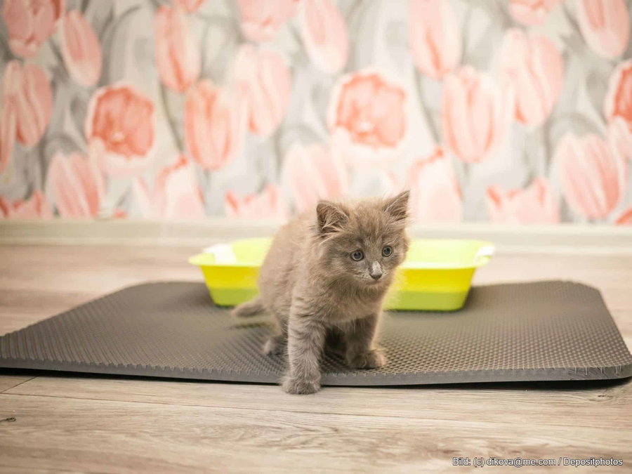 Kaufratgeber: Die beste Katzenklo Matte