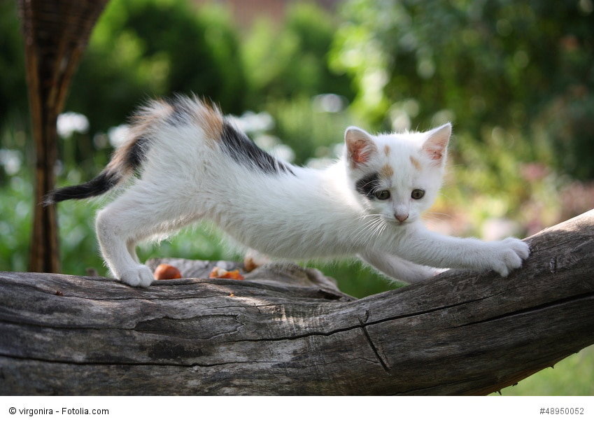 Kleine weiße Katze kratzt an einem Baum im Garten