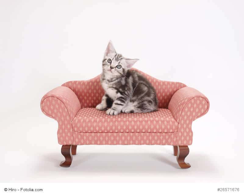 Kleines Kätzchen sitzt auf einem kleinen rot gepunkteten Sofa