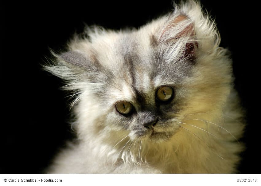 Portrait eines Katzenwelpe Fellfarbe Point