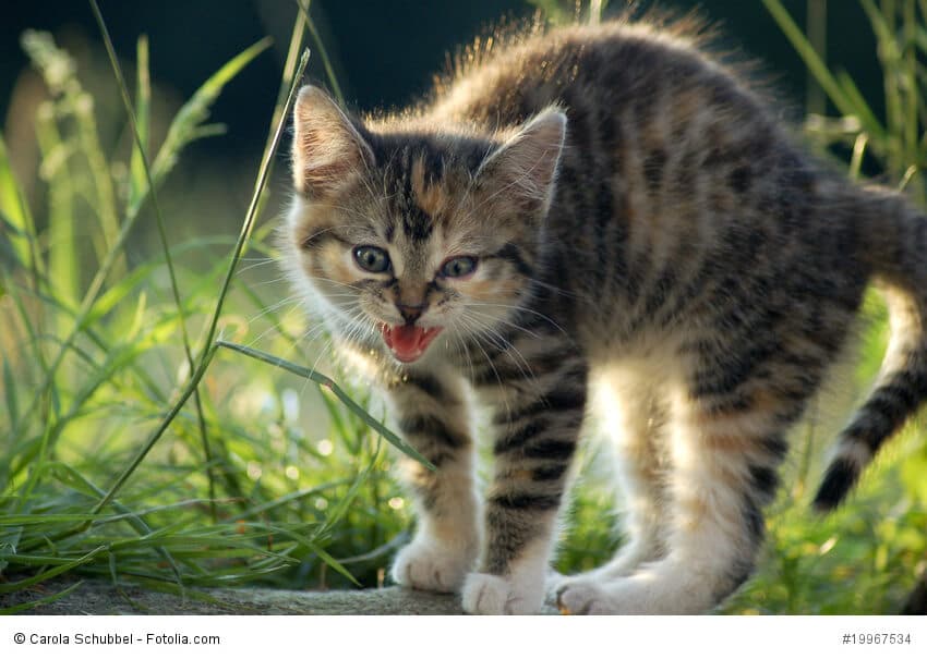 Europäisch Kurzhaar mögen Natur