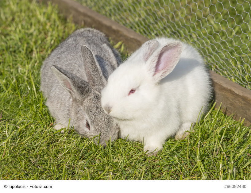 Weißes und graues Kaninchen kuscheln auf einer Wiese