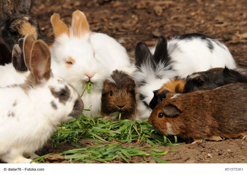 Eine Gruppe von mehreren Kaninchen und Meerschweinchen frisst gemeinsam in einem großen Käfig.