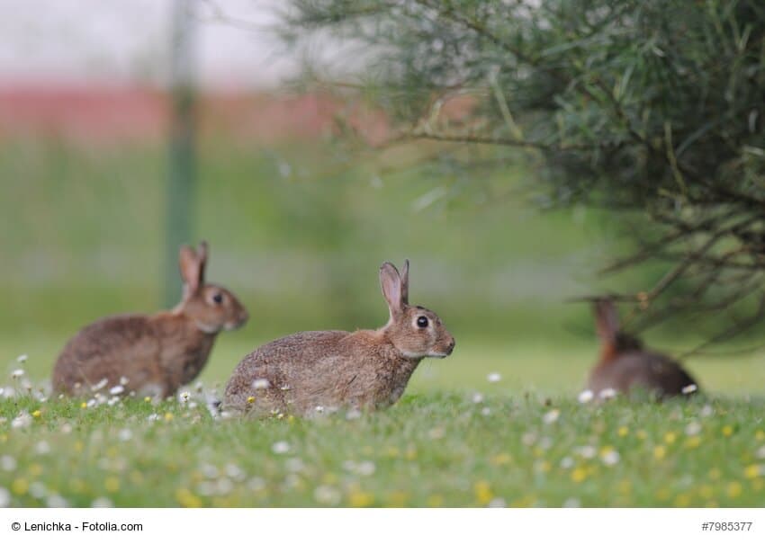 Drei wilde braune Kaninchen auf einer Wiese