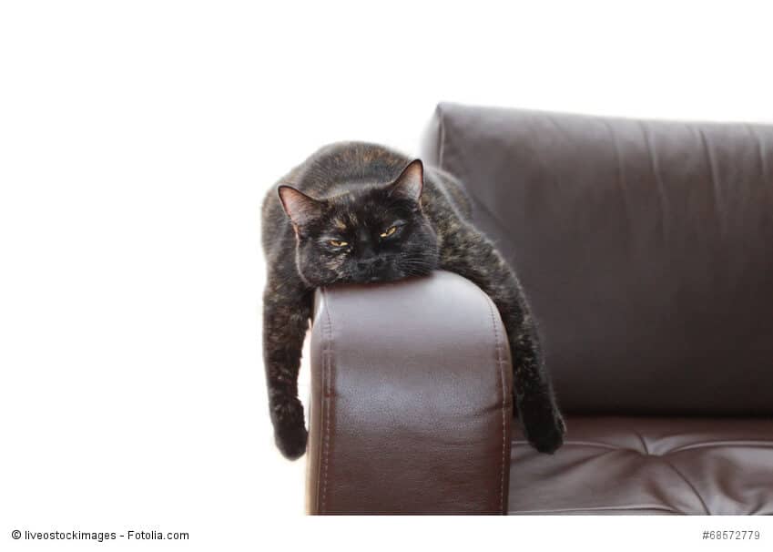 Hangover cat