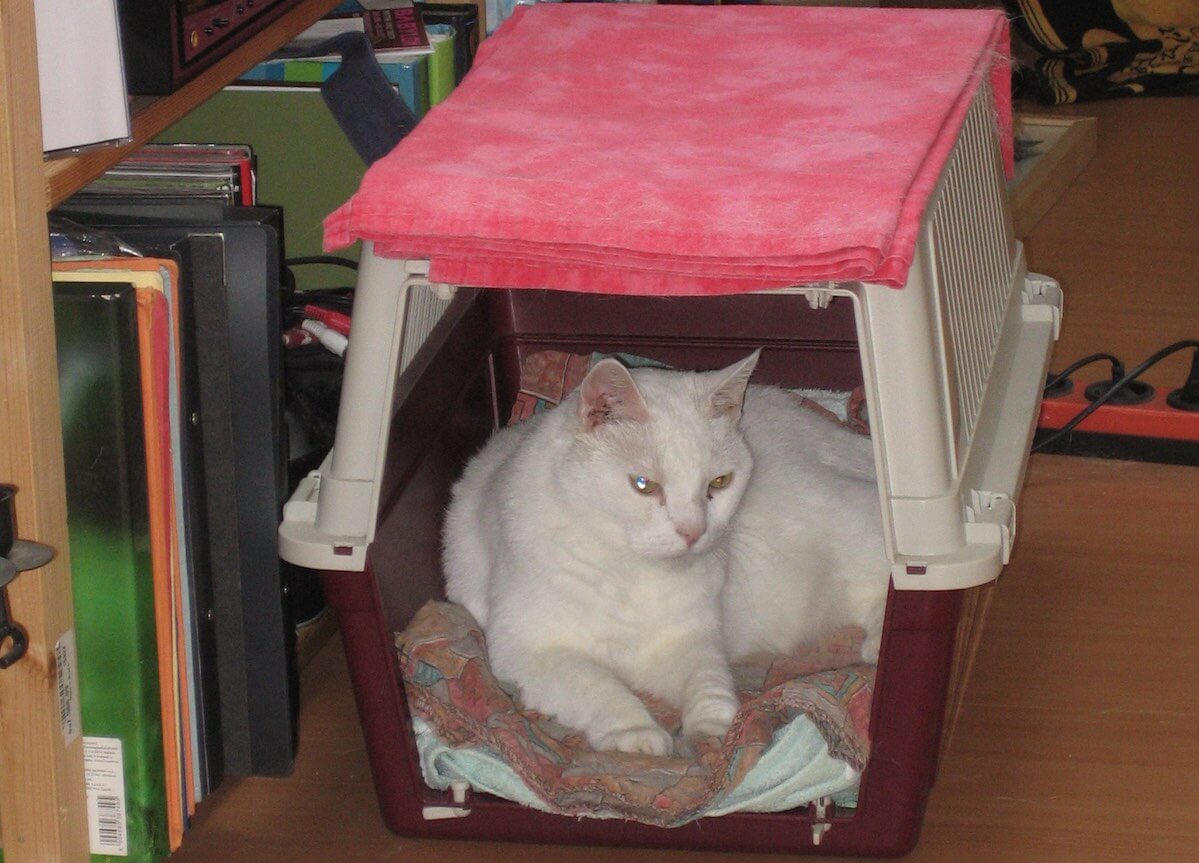 Kater in einer Transportbox