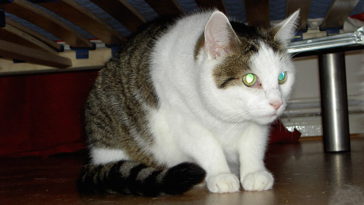 Kater hockt unterm Bett