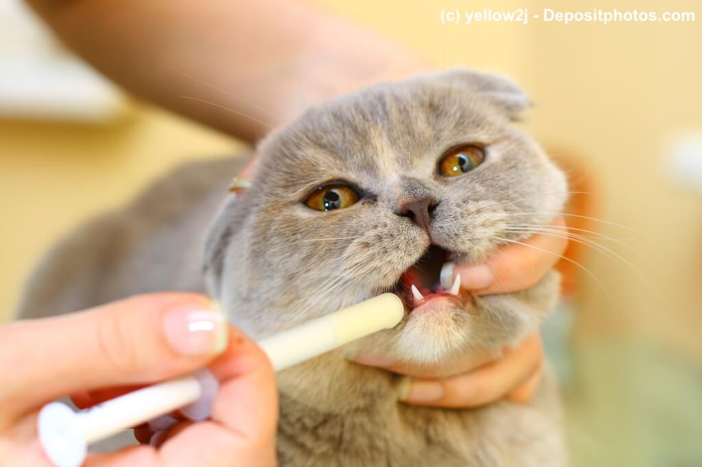 Katze wird von jemandem gehalten und bekommt eine Wurmkur ins Maul