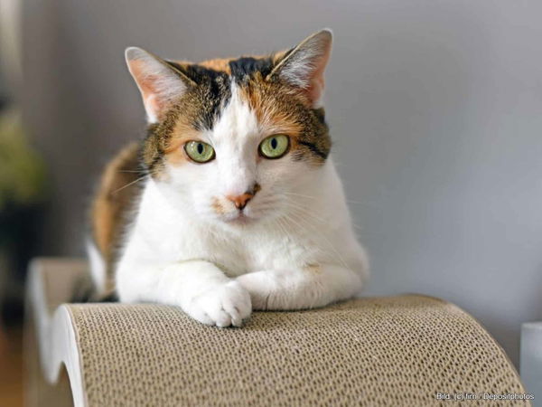 Kaufratgeber: Die beste Kratzpappe für Katzen