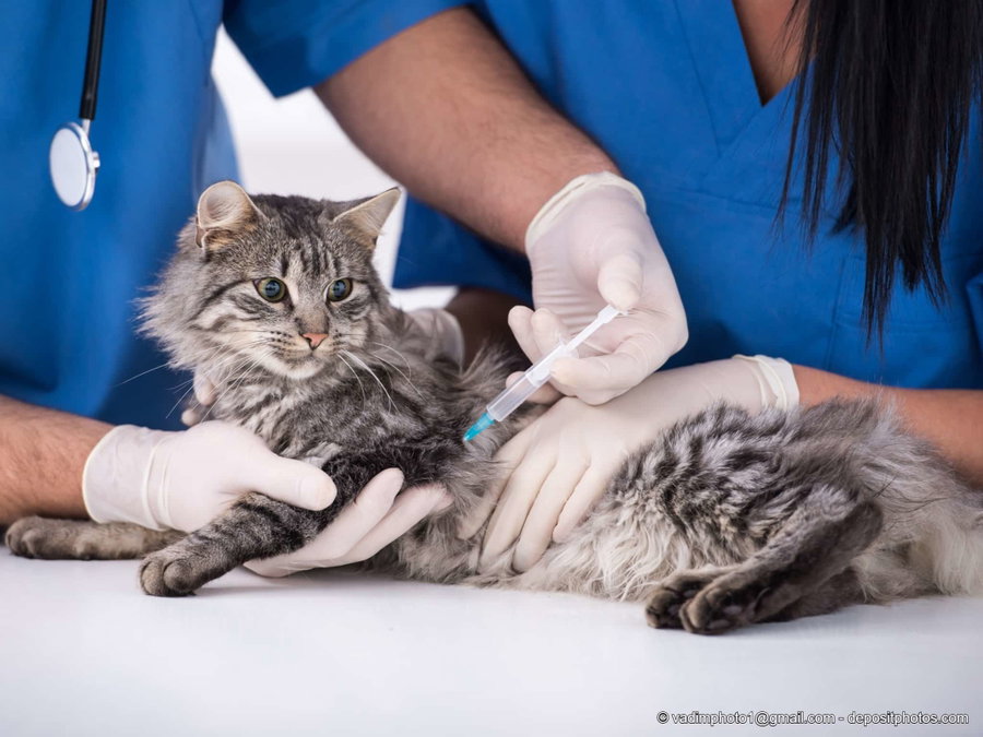 Was kostet eine Kastration oder Sterilisation bei Katzen und Katern?