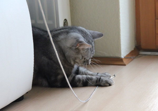 Wenn Katzen spielen - der Spieltrieb der Katzen