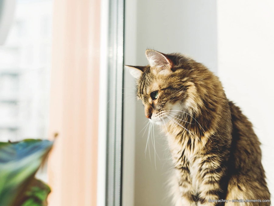 Kaufratgeber: Der beste Kippschutz fürs Fenster für Katzen