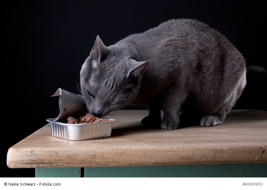 Studioaufnahme von Russisch Blau Rassekatze beim Fressen aus Futterdose