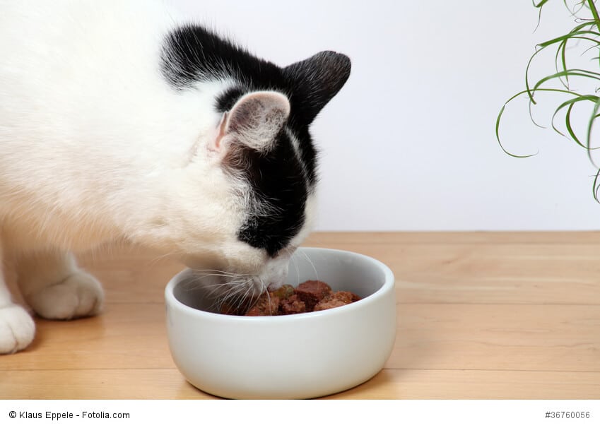 Eine Katze hockt vor ihrem Napf und frisst