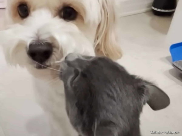 Ein streunender Kater verändert das Leben eines Hundes: Eine unerwartete Freundschaft, die Herzen berührt!