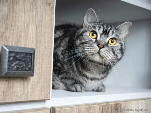 Kaufratgeber: Der beste Katzenklo-Schrank