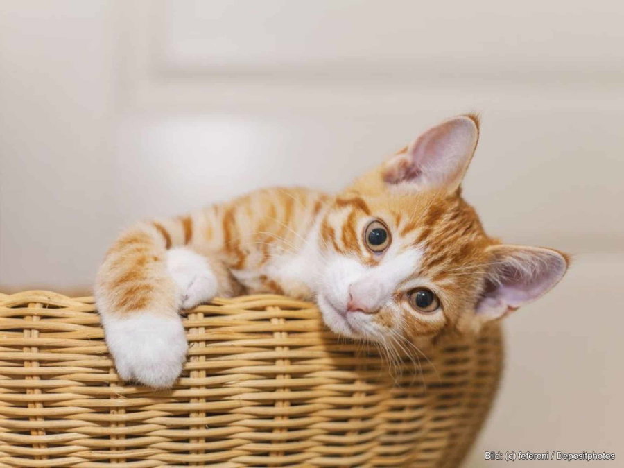 Kaufratgeber: Der beste Katzenkorb Weide