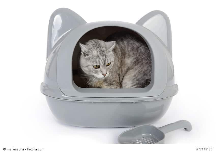 Katze in einem Katzenklo mit Ohren