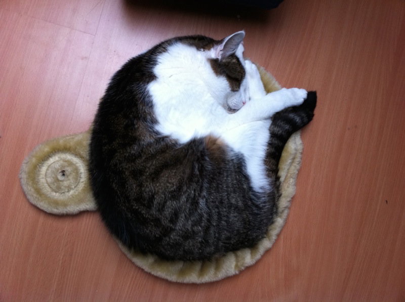 Ein Kater liegt zusammengerollt in einer Kratzbaummulde, die auf dem Boden liegt