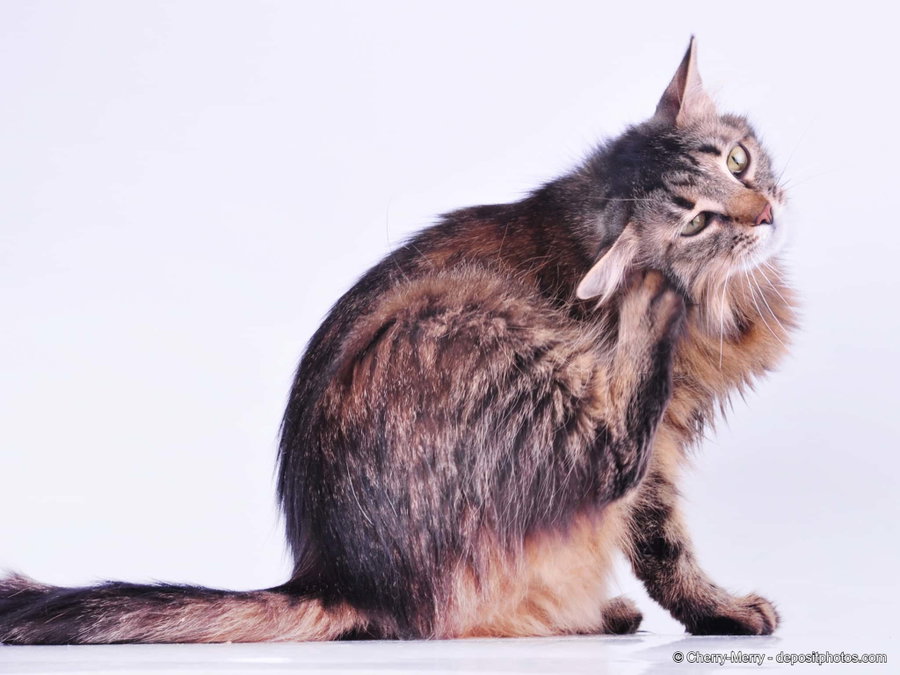 Katze kratzt sich ständig – das kannst du tun