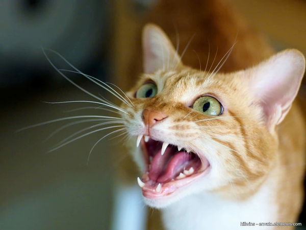 Wie kommunizieren Katzen: Was du zur Katzensprache wissen musst