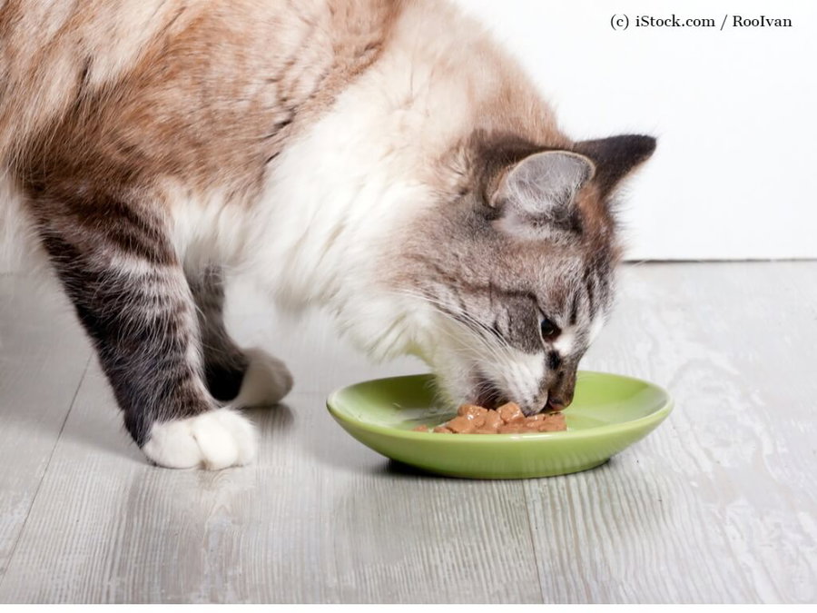Kaufratgeber: Finde den idealen Futternapf für deine Katze