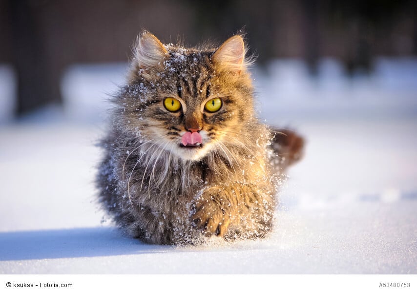 Maine Coon macht ein Wintertag nicht viel aus.