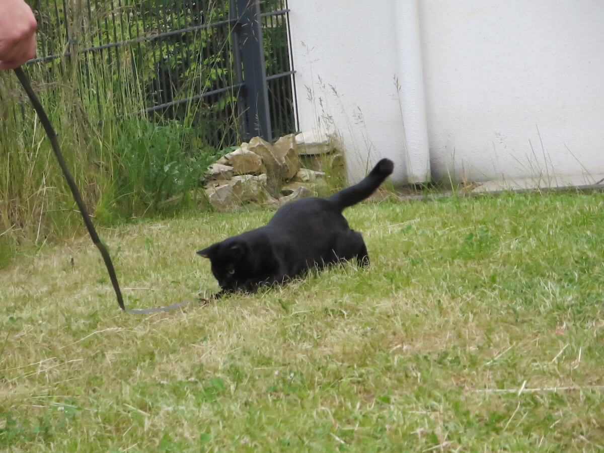 Fellfarbe Katze schwarz spielt im Garten