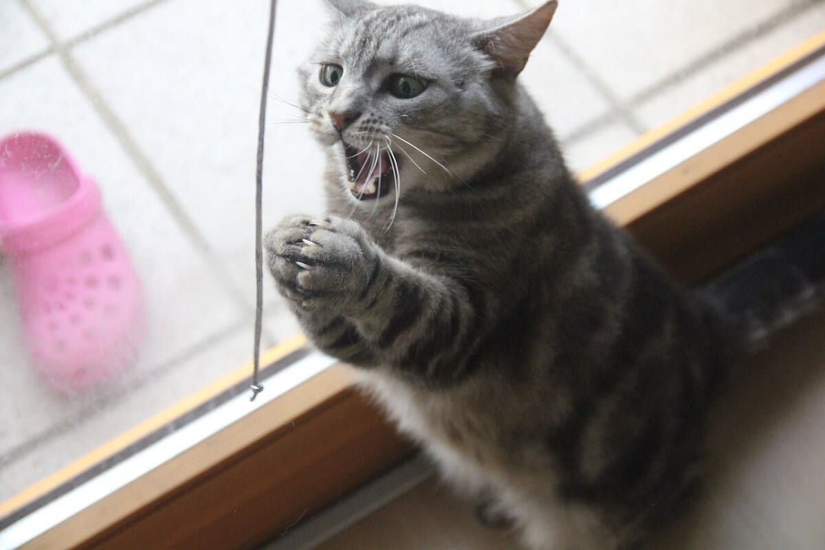 Eine Katze versucht mit weit aufgerissenem Maul eine Schnur zu fangen
