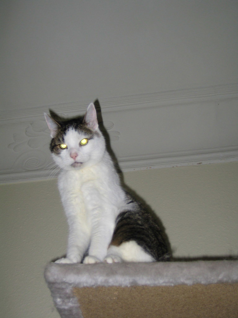 Katze thront unter der Decke auf einem Kratzbaum