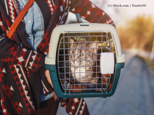 Kaufratgeber: Die besten Transportboxen für Katzen – sicher ans Ziel kommen