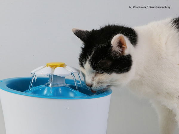 Kaufratgeber: Der beste Trinkbrunnen für Katzen