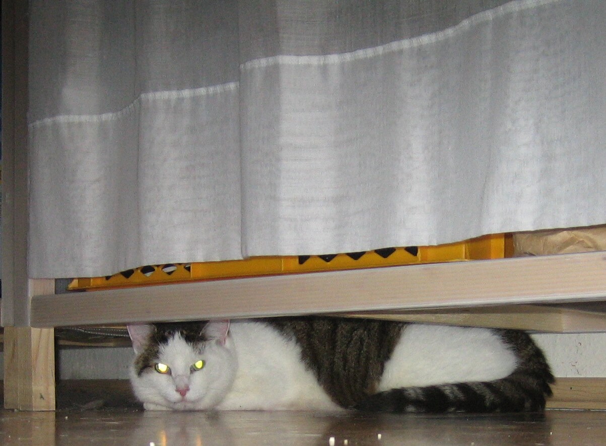 Eine Katze liegt entspannt unter einem Schrank