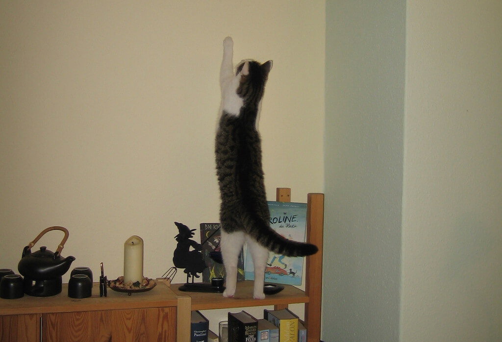 Katze kratzt an einer Wand