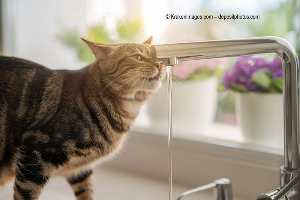 Warum trinken Katzen lieber fließendes oder tropfendes Wasser?
