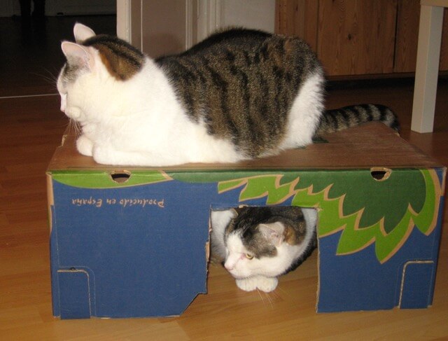 Zwei Katzen sitzen in und auf einer Bananenkiste