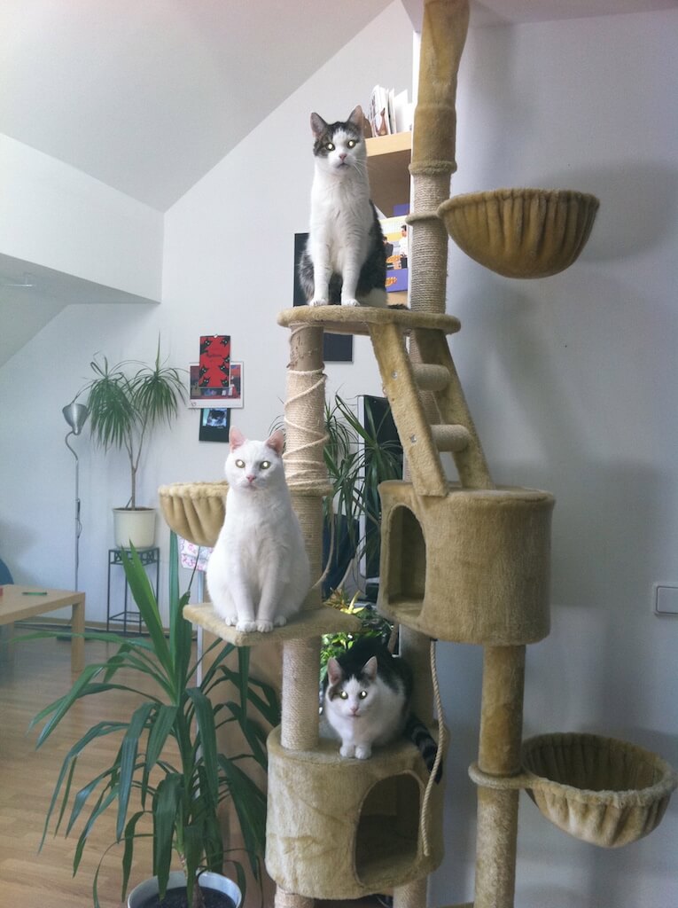 Heller Kratzbaum mit drei Katzen auf verschiedenen Ebenen